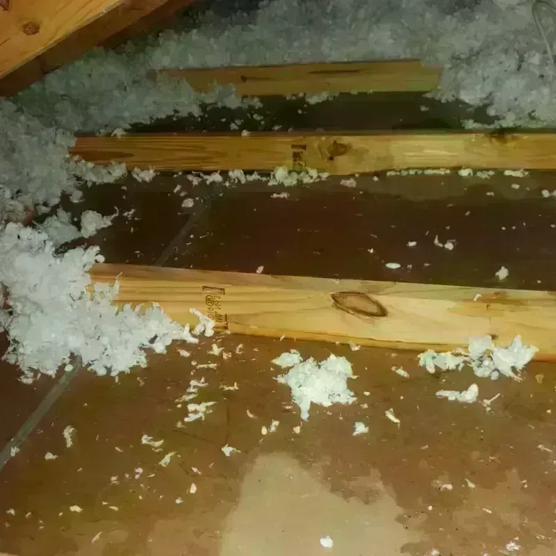 Attic Water Damage in Nacogdoches County, TX