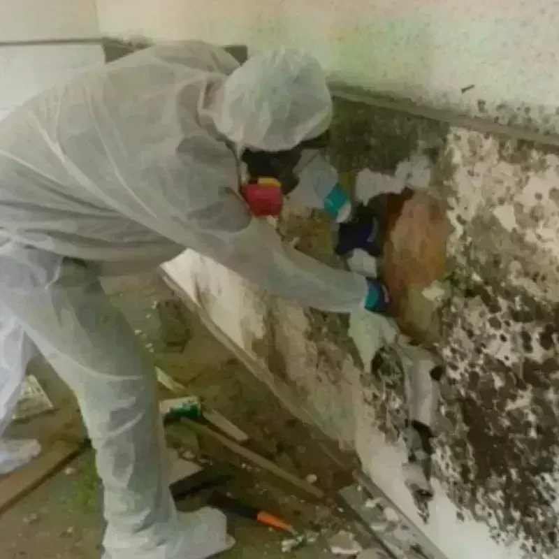 Mold Remediation and Removal in Nacogdoches County, TX